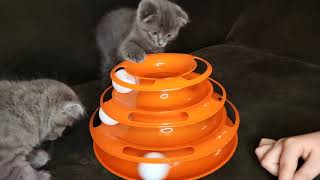 Scottish Fold Twins Playing With A Strange Toy by Kitten Show 167 views 3 years ago 8 minutes, 48 seconds