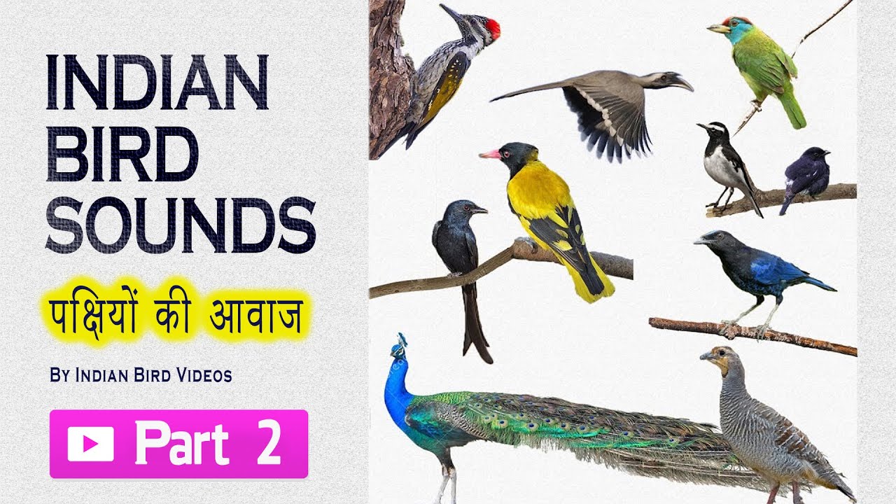 Indian bird sounds - Part 2 (HD sound and video ) 