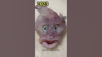 2023 Blob Fish and 5000 Bce Blob Fish || Ancient Creatures #shorts #shortvideo #youtubeshorts #viral
