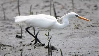 1100507 The Chinese egret foraging at Bali wetland.