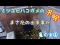 ミツユビハコガメの冬眠 まさかの出来事が 亀の楽園 岡山