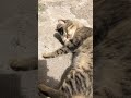 Tombik #kedi#cat #merhamet#hayvansevgisi #cat #animal #oyun