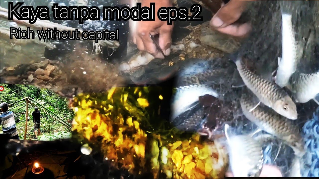 Looking for Gold Without Capital eps 2 in a River with Many Fish 🐟 Traditional gold mine gold mining