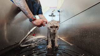 This  Scottish fold is extra long,  scared of the bath. 🙀