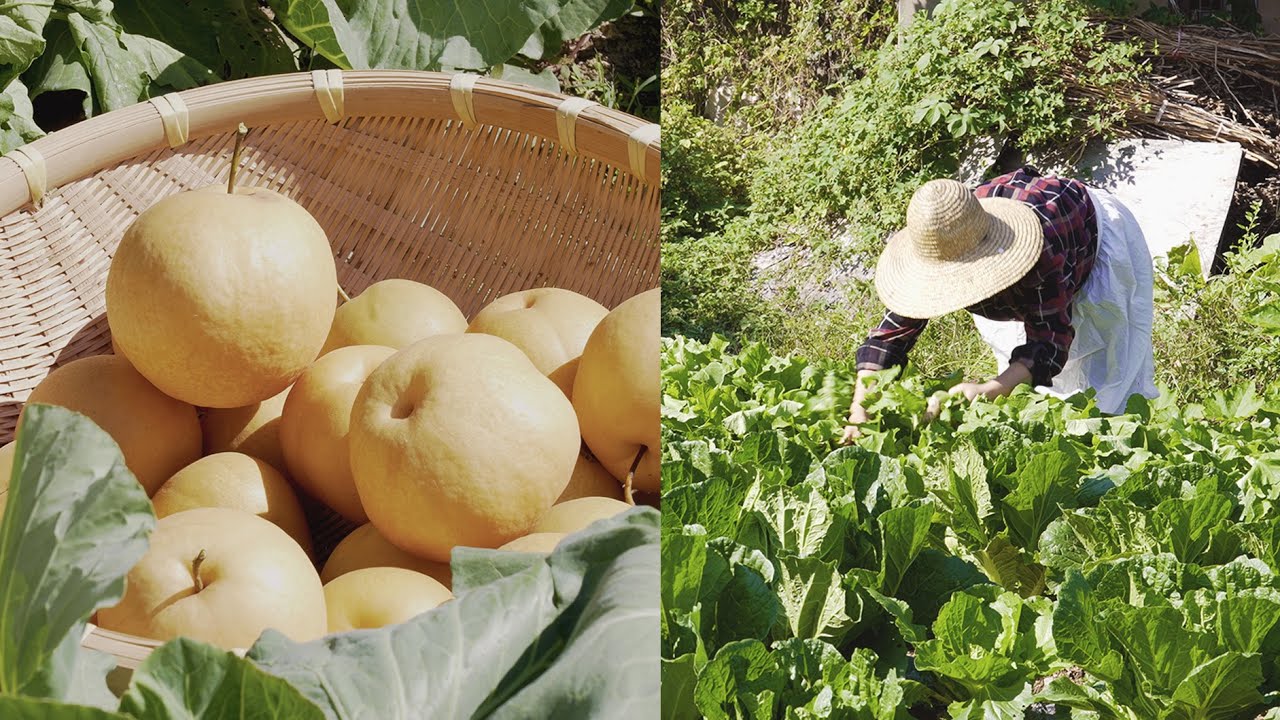 풍요로운 초가을 농촌 일상🌾🌰🥬🍐 Early autumn routine in South Korea
