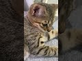 #cat #kitten #cute