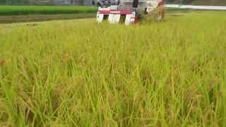 YANMAR AE447.XJU