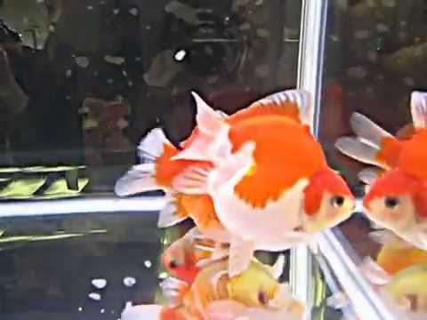 元気過ぎる金魚 Youtube 元気過ぎる金魚 Youtube