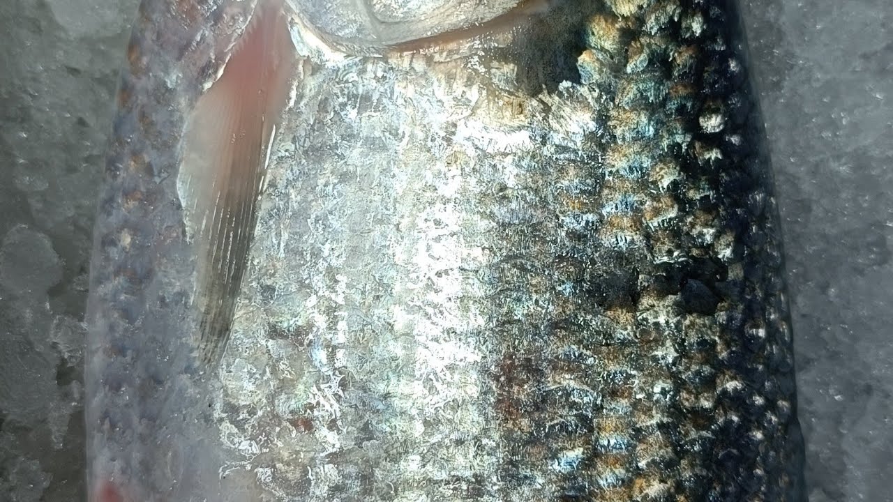 Fresh Fish Cutting Live | Big Fish Cleaning, Perfect Knife Skills & Real Market Experience