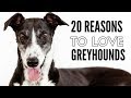 20 Things I Love About My Greyhounds