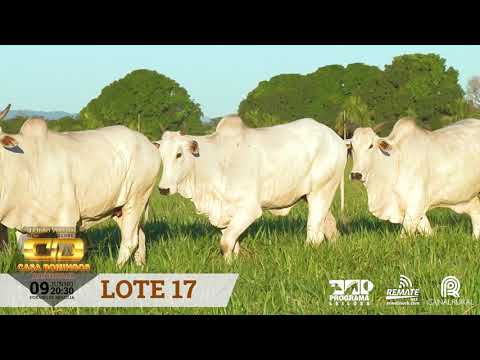 LOTE 17