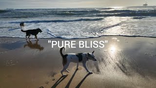 Watch This Pup Discover the Ocean for the First Time Educational