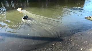 Two RC hovercrafts hit the pond at the same time