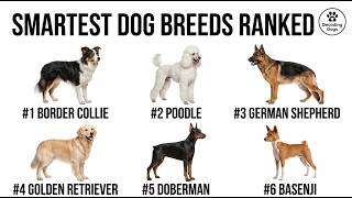 Why Some Dog Breeds Are Smarter Than Others (Ranked by Science)