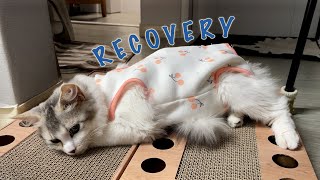 Kitten's 7 day recovery from her first major surgery