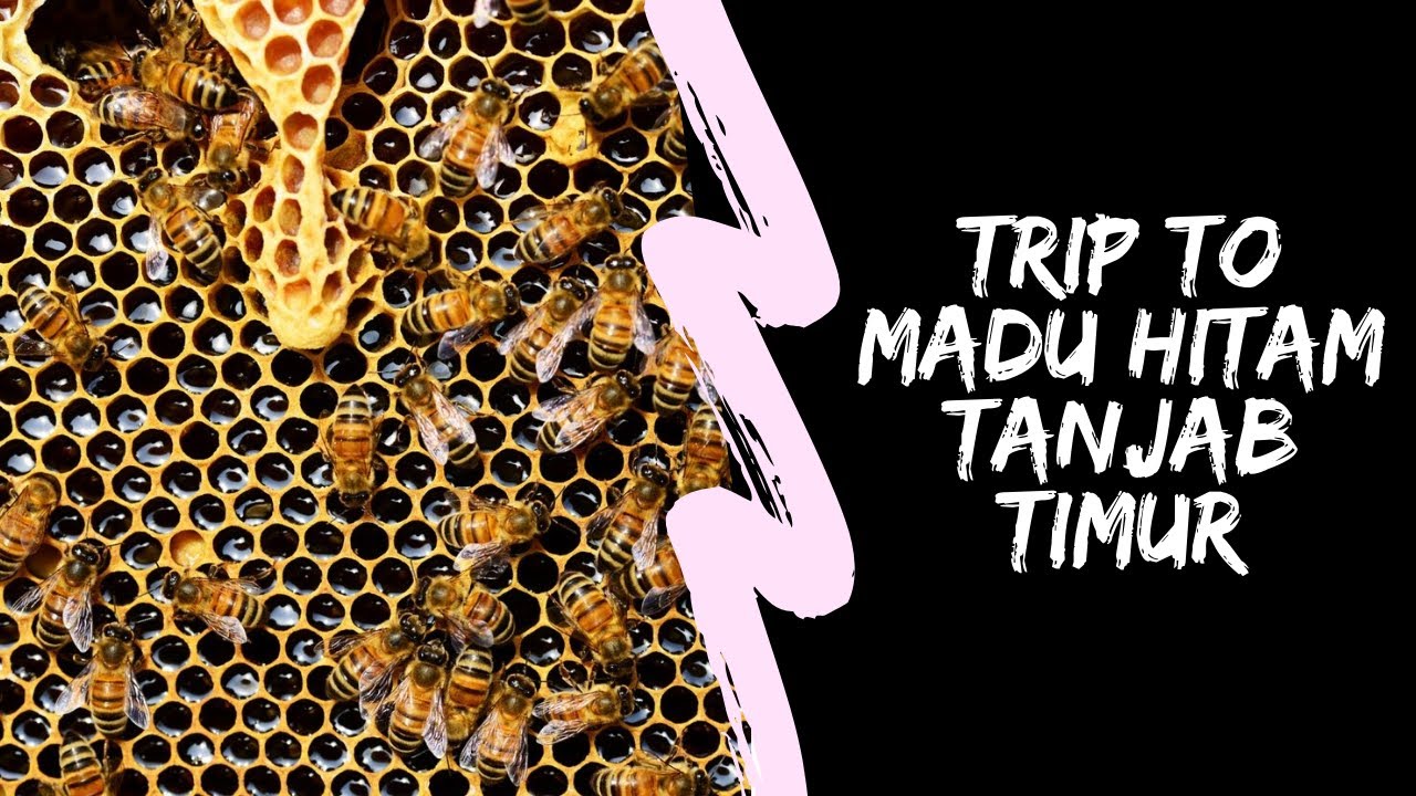 MADU HITAM MURNI [TANJABTIM] 