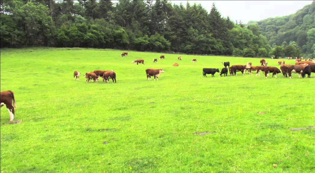 Model Farm, RossonWye YouTube