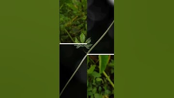 Enhance Photography With Editing|| By #lightroom #snapseed #image #photography #camera #portrait