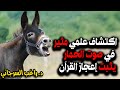 اكتشاف علمي مثير في صوت الحمار يثبت إعجاز القرآن 