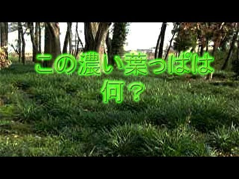 この緑濃い葉っぱは何 彼岸花の冬の姿 Youtube