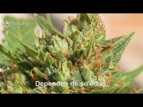 CULTIVAR MARIHUANA INDOOR DE AUTOFLORECIENTES