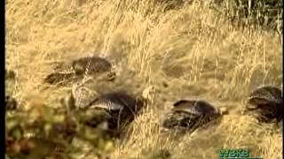 Spring Turkey Hunting Applications Now Available