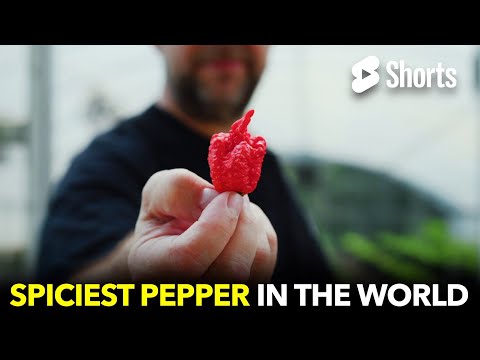 Video: Zijn Spaanse pepers pittig?