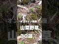 【野草食協会】オンライン野草講座〜春の山菜野草30種類以上の見分け方を学べます。