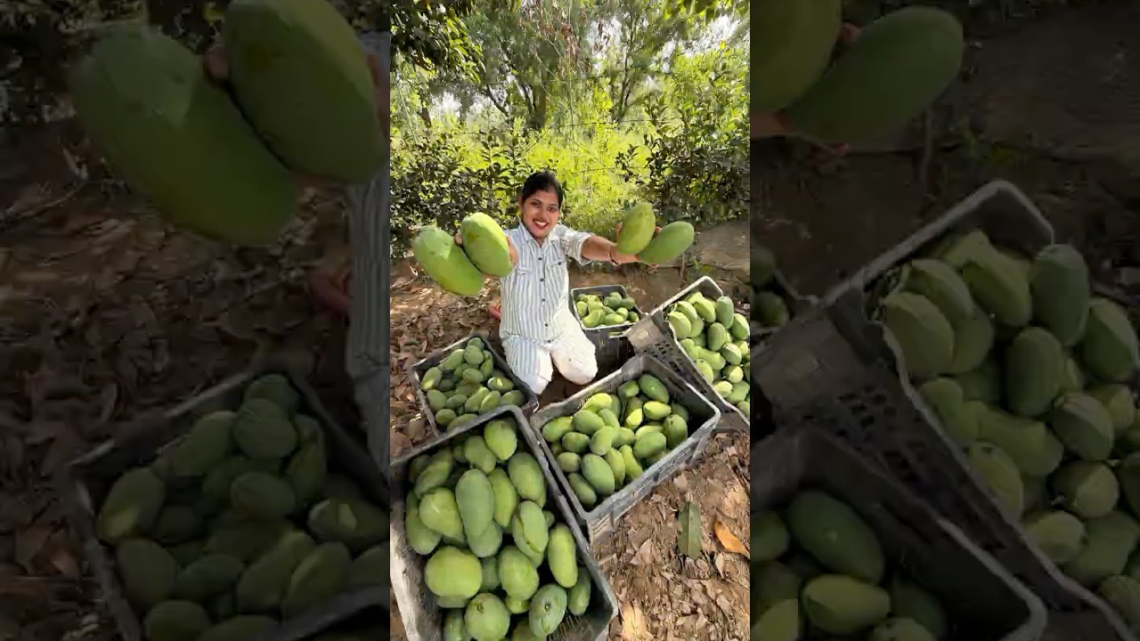 Aaj kari achar ke aam ki tudai#dailyvlog #minivlog #shortvideo #viralvideos #mango