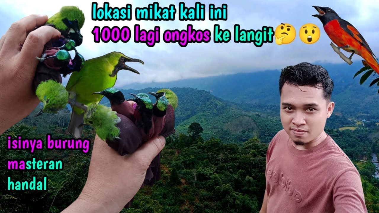 Adventure | memikat burung cucak ijo
