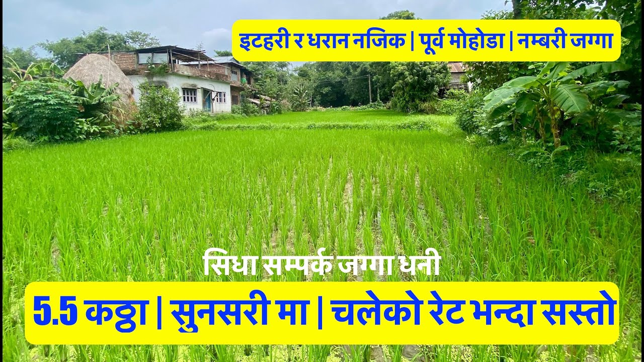 5.5 Katha | Near Itahari & Dharan | Rasataal | Cheap land for sale in sunsari