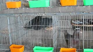 MVI_0733.avi