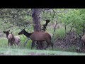 Elk at Custer State Park