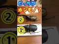 第6弾【ホンモノのヘラクレスオオカブトはどっちでしょう】(昆虫標本)