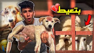 كلبه ضربوها العيال في الشارع | انقذتها منهم