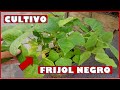 APRENDE A CULTIVAR PLANTAS DE FRIJOL NEGRO EN MACETAS