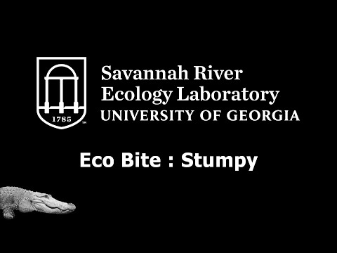 SREL Eco Bite : Stumpy