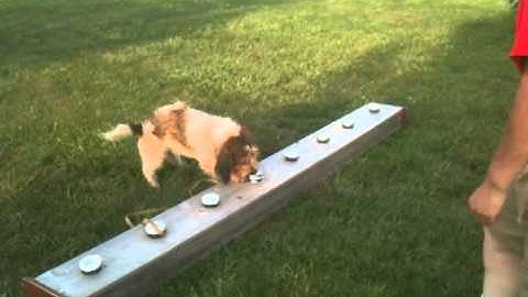 Bedbug Detection Dog in Training