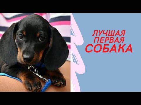 ЛУЧШАЯ первая собака