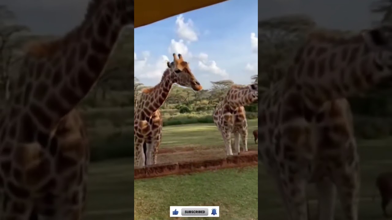 Breakfast with giraffes 