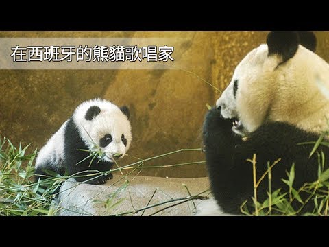 《熊貓主題趴》在西班牙的熊貓歌唱家 | iPanda