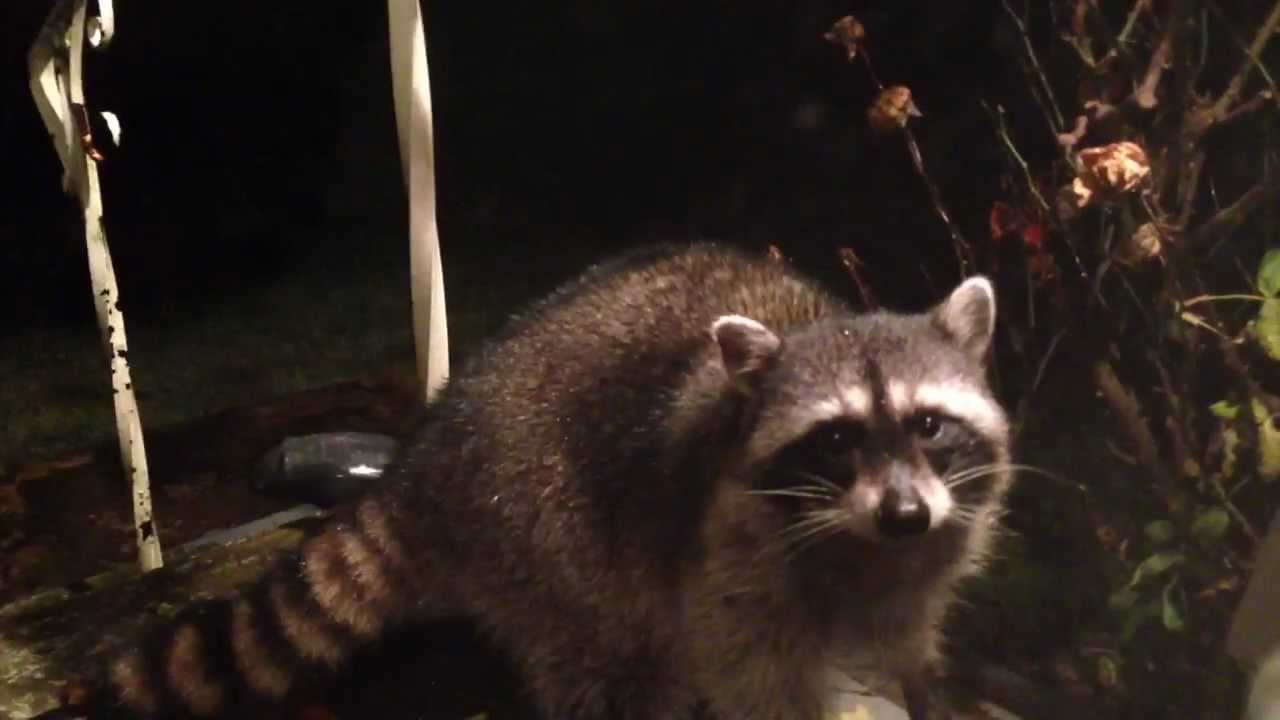 The cutest friendly raccoon! - YouTube