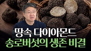 송로버섯(트러플)의 냄새, 수퇘지의 OOO 냄새와 비슷하다?