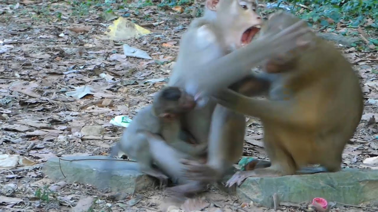 Breaking News! Libby bite Luna cuz she allow BB Rainbow go with Brady&Rose, Libby bite Luna cuz Rose