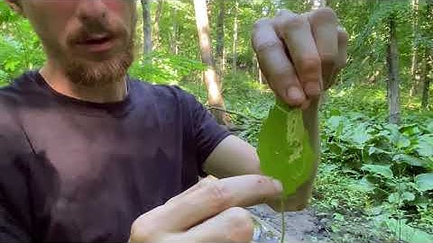 Appalachian Biodiversity