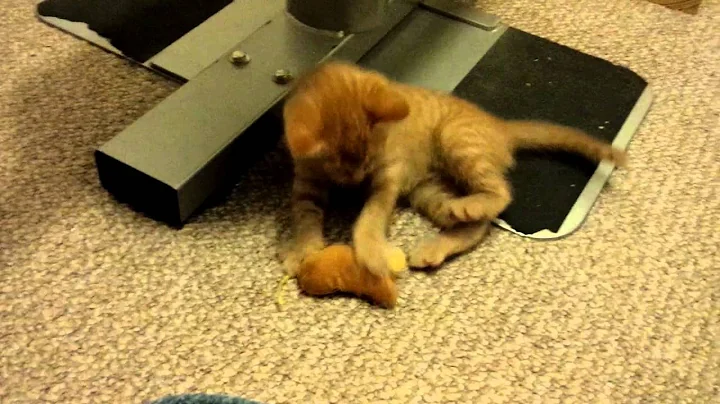 Kitten named Cheeto