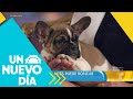 “Bulldog Francés”, una raza que amarás para siempre | Un Nuevo Día | Telemundo