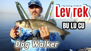 SeaBass fake like a magnet that attracts the bass to the surface / bass fishing with WTD / LRF