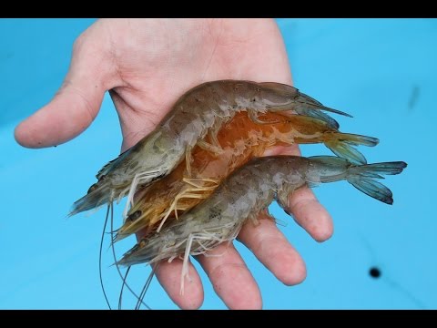 Shrimp Feed Management in Aquaculture - updated