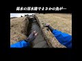 渇水の用水路でまさかの魚が!!
